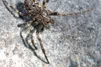 L'peire des fissures. Un mle venant de muer (Araneae - Araneidae - Nuctenea umbratica)